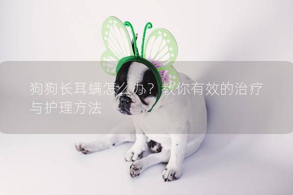 狗狗长耳螨怎么办？教你有效的治疗与护理方法
