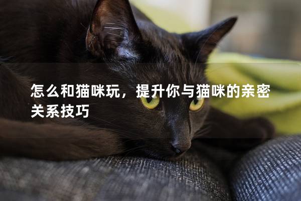 怎么和猫咪玩，提升你与猫咪的亲密关系技巧