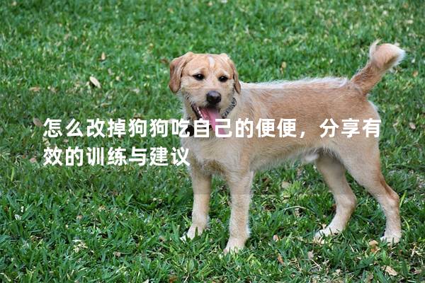 怎么改掉狗狗吃自己的便便，分享有效的训练与建议