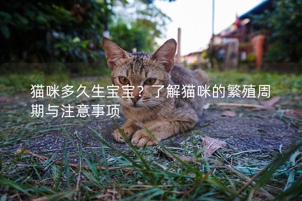 猫咪多久生宝宝？了解猫咪的繁殖周期与注意事项