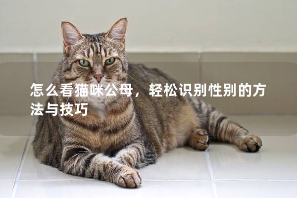怎么看猫咪公母，轻松识别性别的方法与技巧