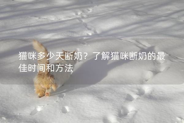 猫咪多少天断奶？了解猫咪断奶的最佳时间和方法