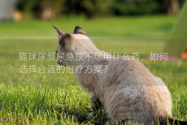 猫咪尿频尿急尿不尽用什么药，如何选择合适的治疗方案？