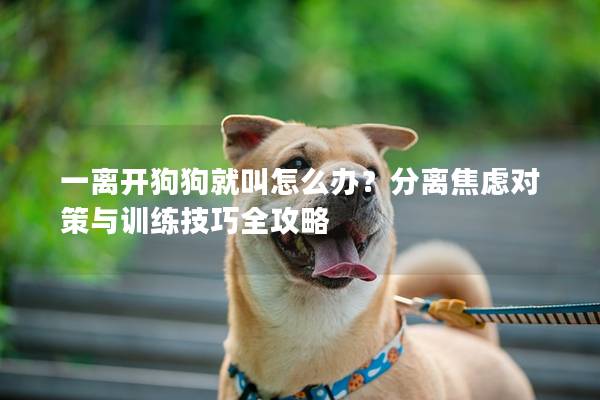 一离开狗狗就叫怎么办？分离焦虑对策与训练技巧全攻略