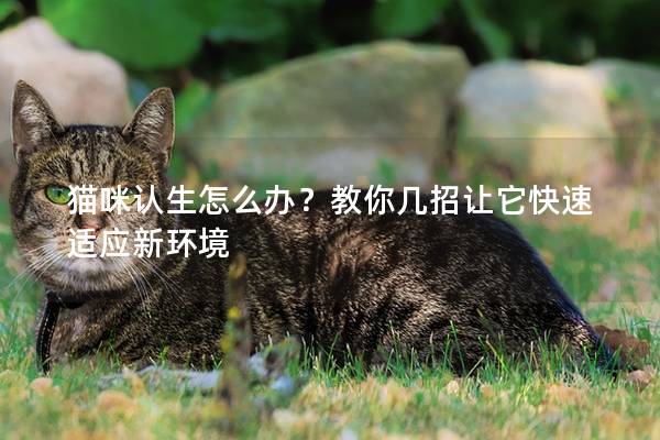 猫咪认生怎么办？教你几招让它快速适应新环境