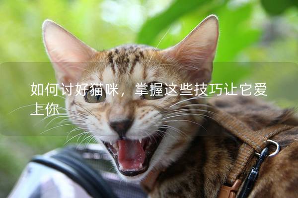 如何讨好猫咪，掌握这些技巧让它爱上你