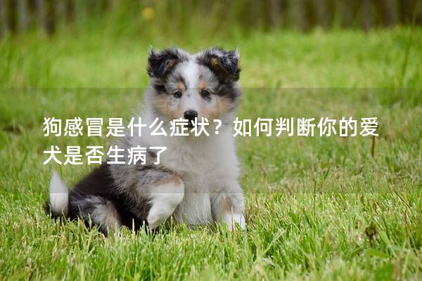 狗感冒是什么症状？如何判断你的爱犬是否生病了