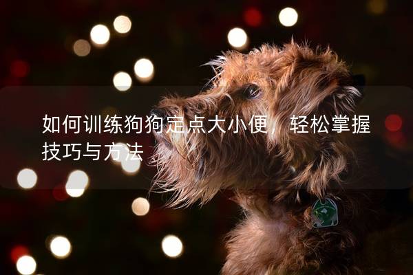 如何训练狗狗定点大小便，轻松掌握技巧与方法