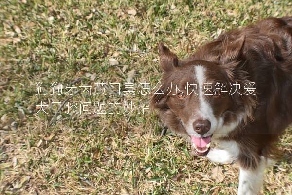 狗狗牙齿黄口臭怎么办,快速解决爱犬口腔问题的妙招