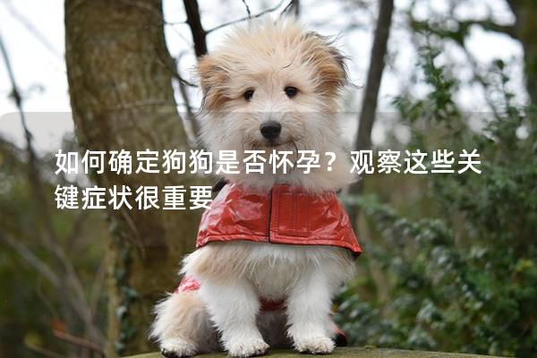 如何确定狗狗是否怀孕？观察这些关键症状很重要