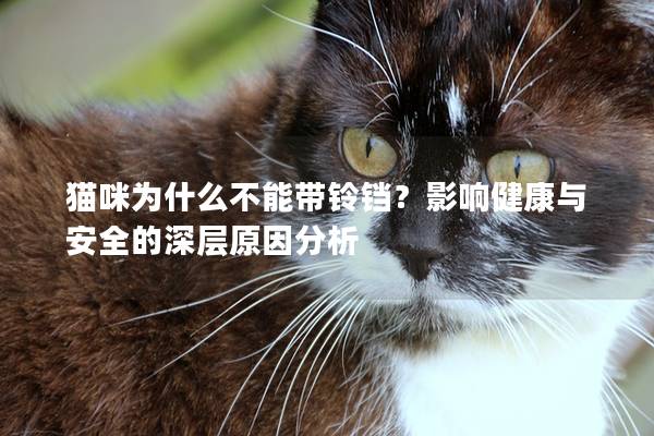 猫咪为什么不能带铃铛？影响健康与安全的深层原因分析