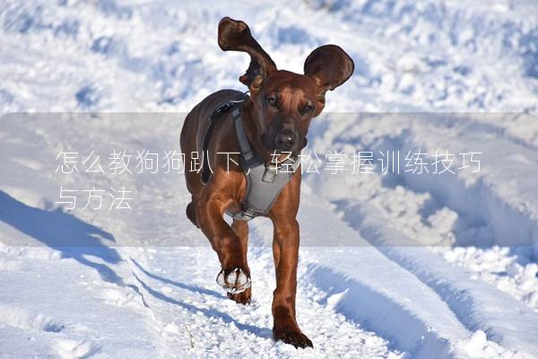 怎么教狗狗趴下，轻松掌握训练技巧与方法