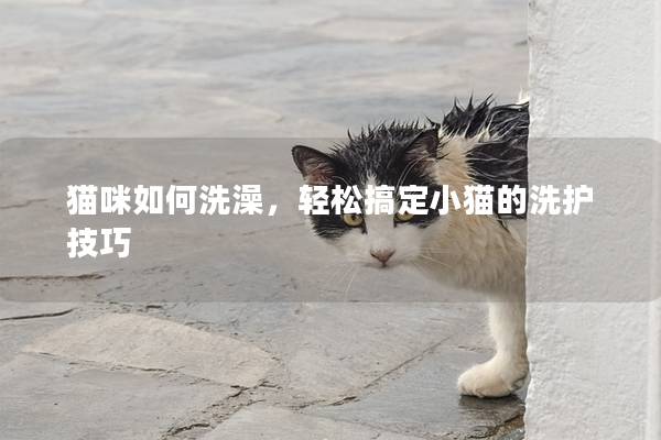 猫咪如何洗澡，轻松搞定小猫的洗护技巧
