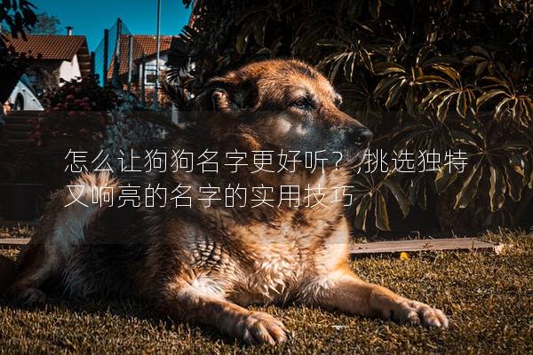 怎么让狗狗名字更好听？,挑选独特又响亮的名字的实用技巧