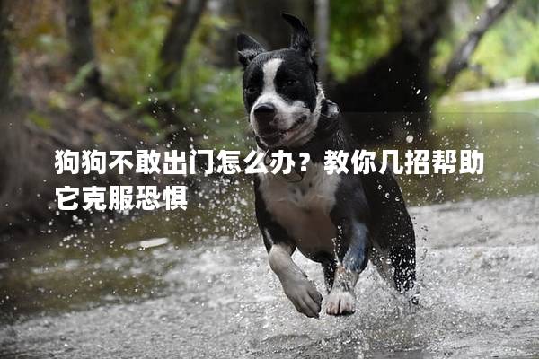 狗狗不敢出门怎么办？教你几招帮助它克服恐惧