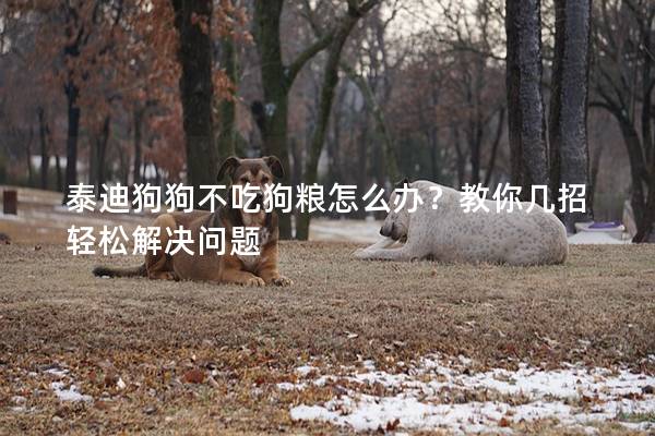 泰迪狗狗不吃狗粮怎么办？教你几招轻松解决问题