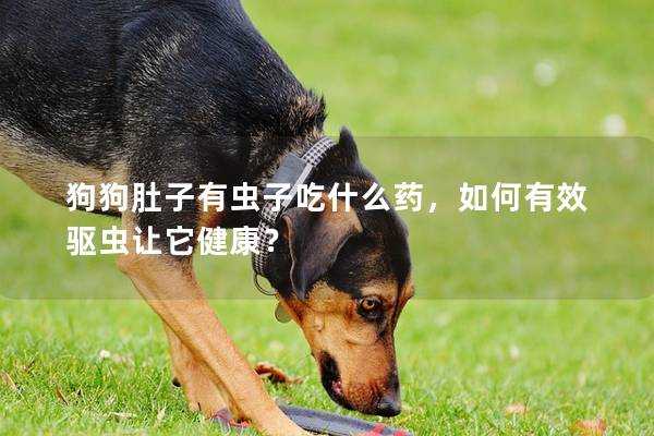 狗狗肚子有虫子吃什么药，如何有效驱虫让它健康？