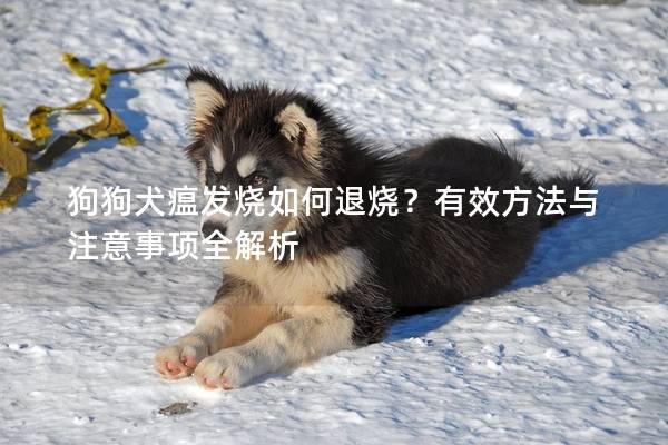 狗狗犬瘟发烧如何退烧？有效方法与注意事项全解析