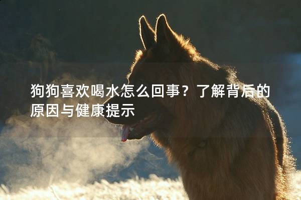 狗狗喜欢喝水怎么回事？了解背后的原因与健康提示