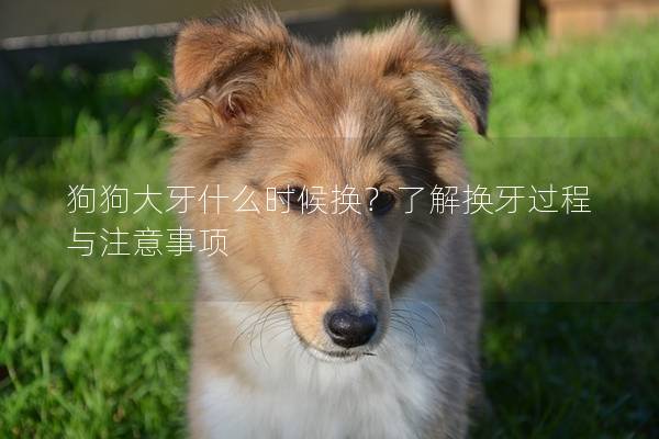 狗狗大牙什么时候换？了解换牙过程与注意事项