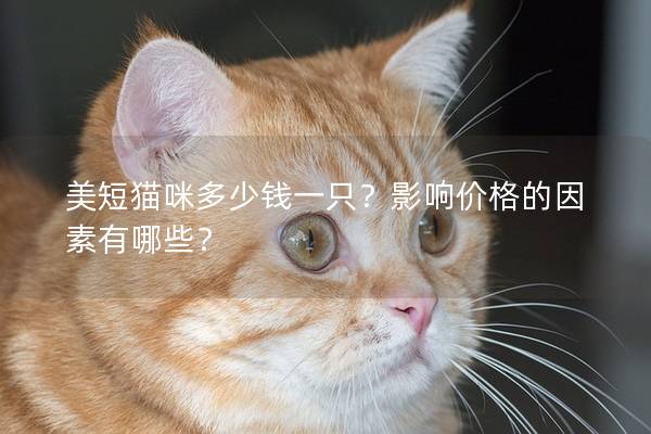 美短猫咪多少钱一只？影响价格的因素有哪些？
