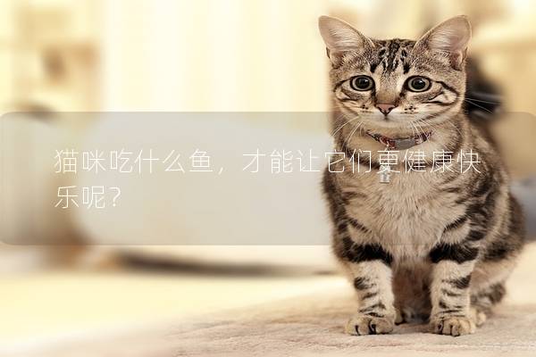 猫咪吃什么鱼，才能让它们更健康快乐呢？