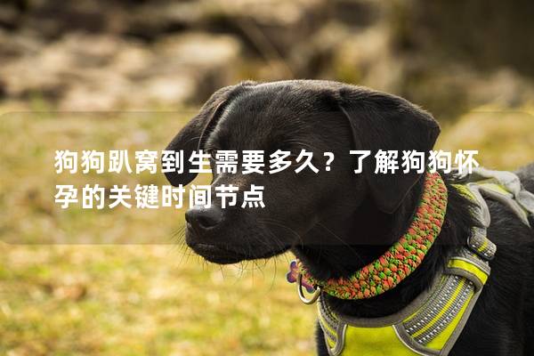 狗狗趴窝到生需要多久？了解狗狗怀孕的关键时间节点