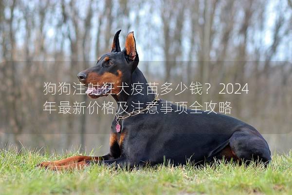 狗狗注射狂犬疫苗多少钱？2024年最新价格及注意事项全攻略