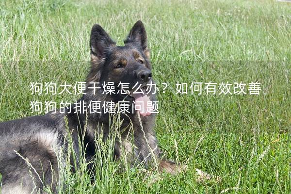 狗狗大便干燥怎么办？如何有效改善狗狗的排便健康问题