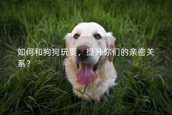 如何和狗狗玩耍，提升你们的亲密关系？