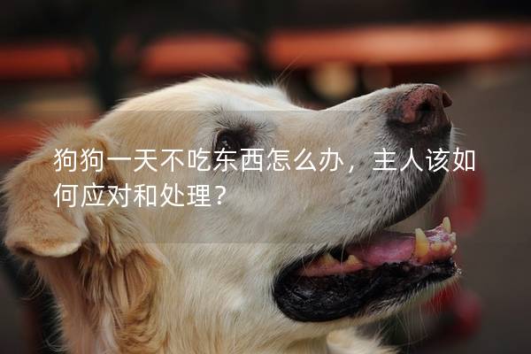 狗狗一天不吃东西怎么办，主人该如何应对和处理？