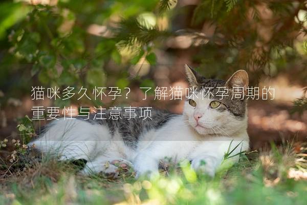 猫咪多久怀孕？了解猫咪怀孕周期的重要性与注意事项