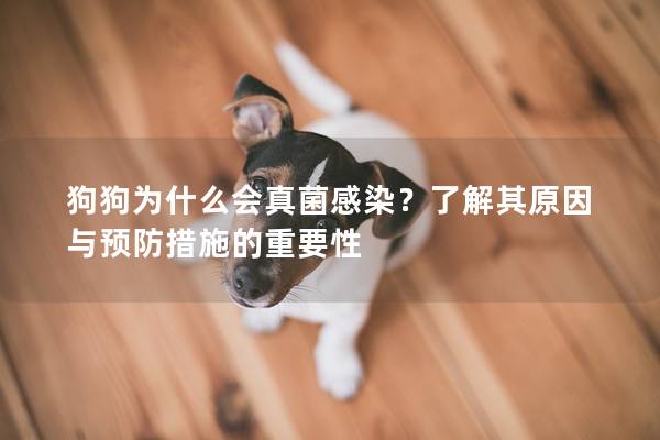 狗狗为什么会真菌感染？了解其原因与预防措施的重要性