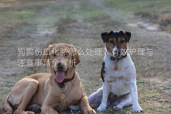 狗狗伤口化脓怎么处理？有效护理与注意事项全解析