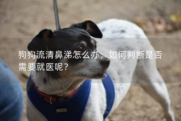 狗狗流清鼻涕怎么办，如何判断是否需要就医呢？