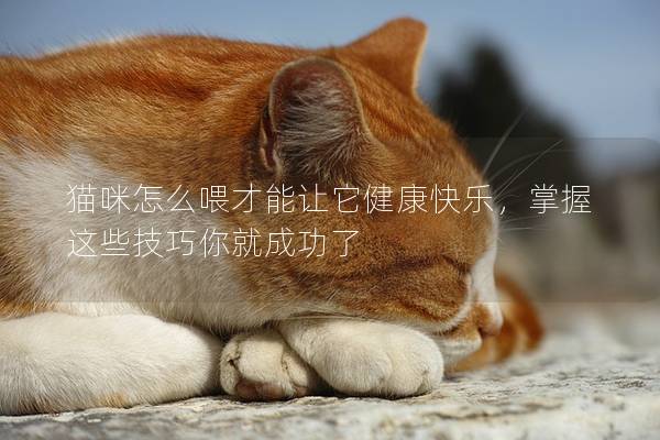 猫咪怎么喂才能让它健康快乐，掌握这些技巧你就成功了