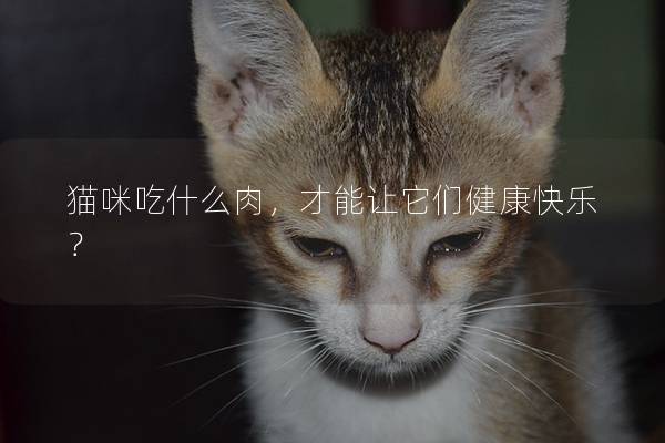 猫咪吃什么肉，才能让它们健康快乐？