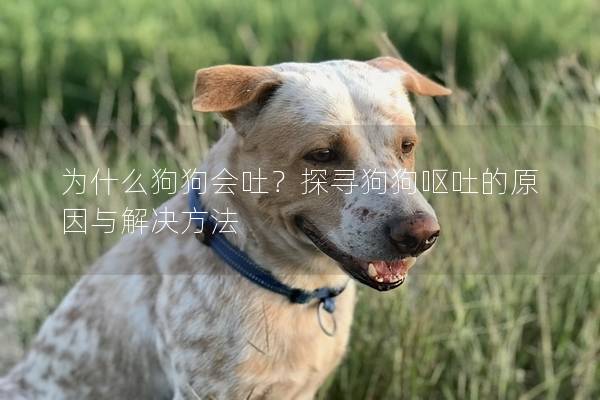 为什么狗狗会吐？探寻狗狗呕吐的原因与解决方法