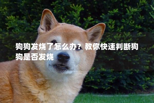狗狗发烧了怎么办？教你快速判断狗狗是否发烧