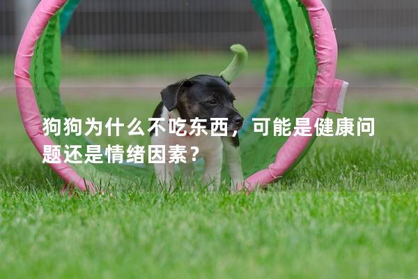 狗狗为什么不吃东西，可能是健康问题还是情绪因素？