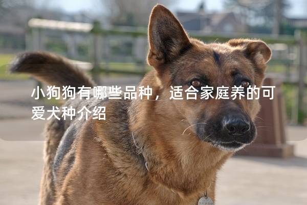 小狗狗有哪些品种，适合家庭养的可爱犬种介绍