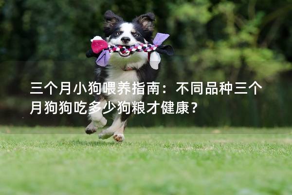 三个月小狗喂养指南：不同品种三个月狗狗吃多少狗粮才健康？