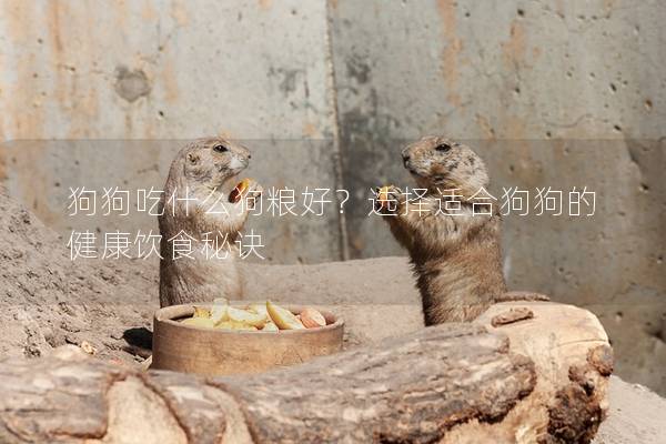 狗狗吃什么狗粮好？选择适合狗狗的健康饮食秘诀