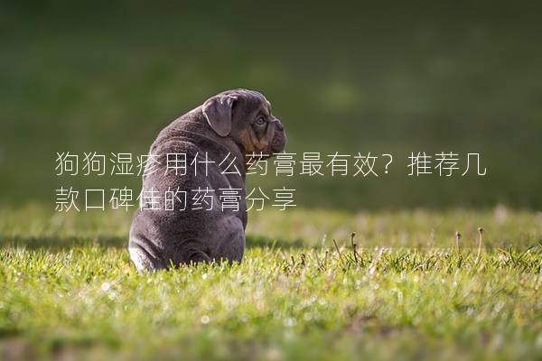 狗狗湿疹用什么药膏最有效？推荐几款口碑佳的药膏分享
