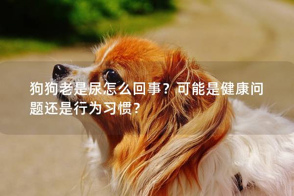 狗狗老是尿怎么回事？可能是健康问题还是行为习惯？