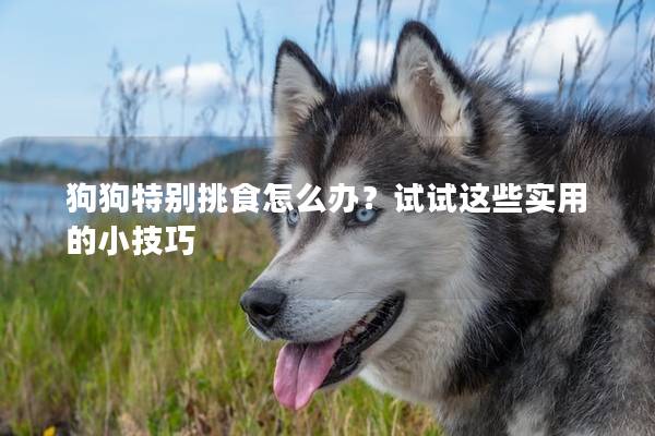 狗狗特别挑食怎么办？试试这些实用的小技巧