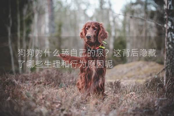 狗狗为什么舔自己的尿？这背后隐藏了哪些生理和行为原因呢