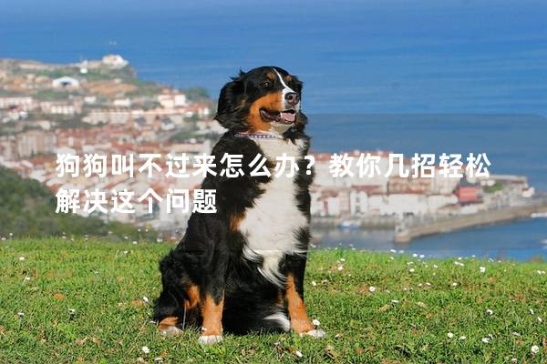 狗狗叫不过来怎么办？教你几招轻松解决这个问题