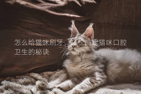 怎么给猫咪刷牙，轻松搞定猫咪口腔卫生的秘诀