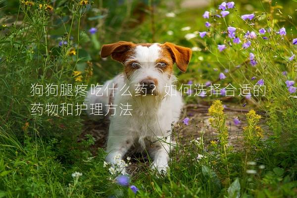 狗狗腿疼吃什么药？如何选择合适的药物和护理方法